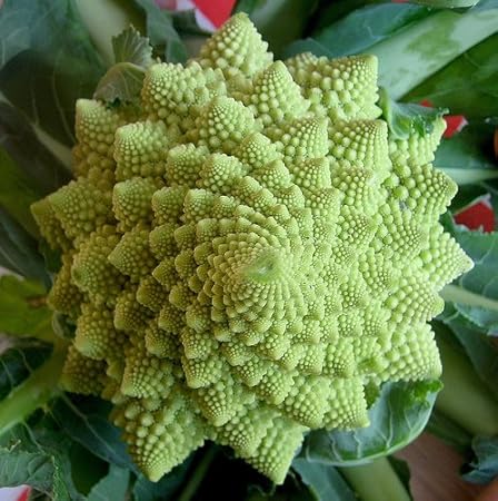 Go Green Broccoli Romanesco Green -40 Seeds