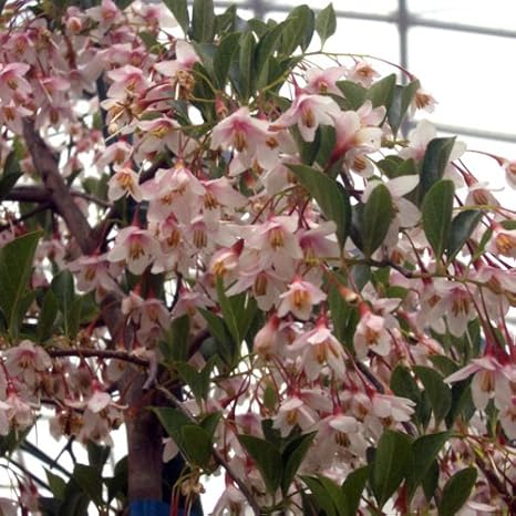 Amazon エゴノキ 紅花4号ポット ピンクチャイムス アカバナエゴノキ 桃色の花が美しい落葉樹 Diy 工具 ガーデン