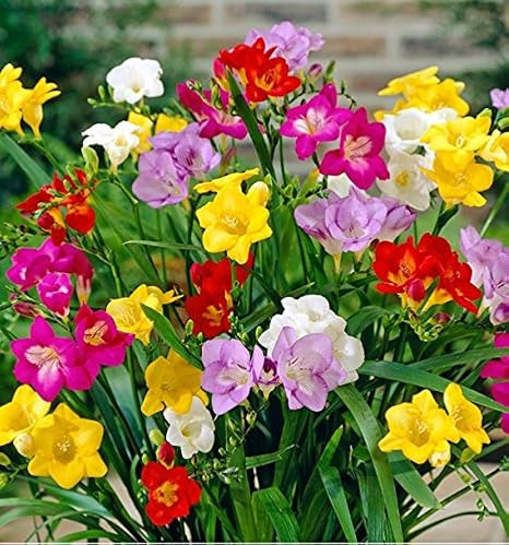 Gardening India Freesia Mixed Colour Bulbs Pack Of 10 Freesia Flower Bulbs Amazon In Garden Outdoors
