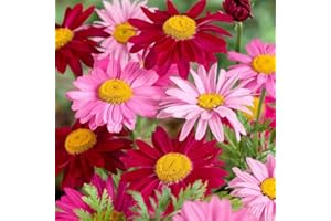 WIVOLIBE 2000+ Pyrethrum Tanacetum coccineum - Flower Garden Seeds - Perennial Flower Seeds