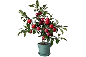 ANDAG 8-10 Inch Dwarf Japanese/Oriental Plum Tree Seedling for Container & Garden, Perfect Miniature Edible Fruit Tree