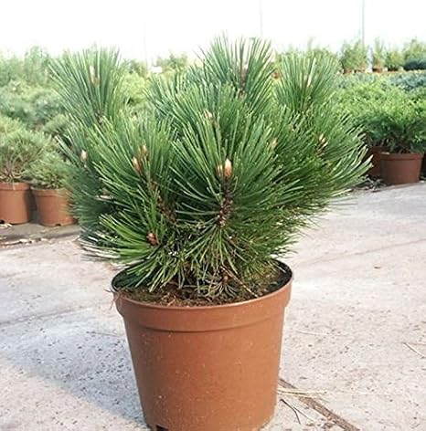 Kompakte Schlangenhautkiefer Dem Ouden 60-70cm - Pinus leucodermis