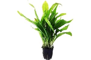 Greenpro Microsorum Pteropus Java Fern Tall Full Potted Live Aquarium Plants Decorations Freshwater Fish Tank