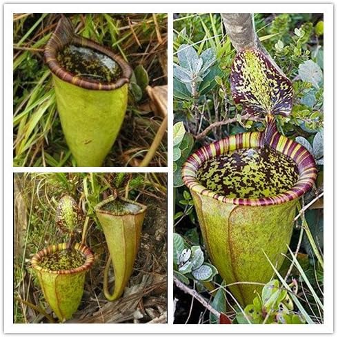Nepenthes seeds Multiple varieties of hybrid Bonsai plants 200PCS home garden Flowers and herbs Carnivorous plants