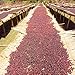 Bali Kintamani Natural, Organic Rain Forest Alliance, Whole Bean Coffee (Light Roast (City), 2.5 Pounds Whole Beans)