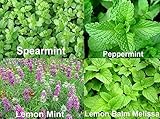 PLEASE READ! THIS IS A MIX!!! 100+ ORGANICALLY GROWN Mint MIX 4 Varieties: Peppermint, Spearmint, Lemon Mint & Lemon Balm Melissa Seeds Heirloom NON-GMO. The seeds are MIXED!!!