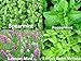 Please Read! This is A Mix!!! 100+ ORGANICALLY Grown Mint Mix 4 Varieties: Peppermint, Spearmint, Lemon Mint & Lemon Balm Melissa Seeds Heirloom Non-GMO. The Seeds are Mixed!!!