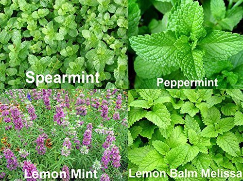 PLEASE READ! THIS IS A MIX!!! 100+ ORGANICALLY GROWN Mint MIX 4 Varieties: Peppermint, Spearmint, Lemon Mint & Lemon Balm Melissa Seeds Heirloom NON-GMO. The seeds are MIXED!!!
