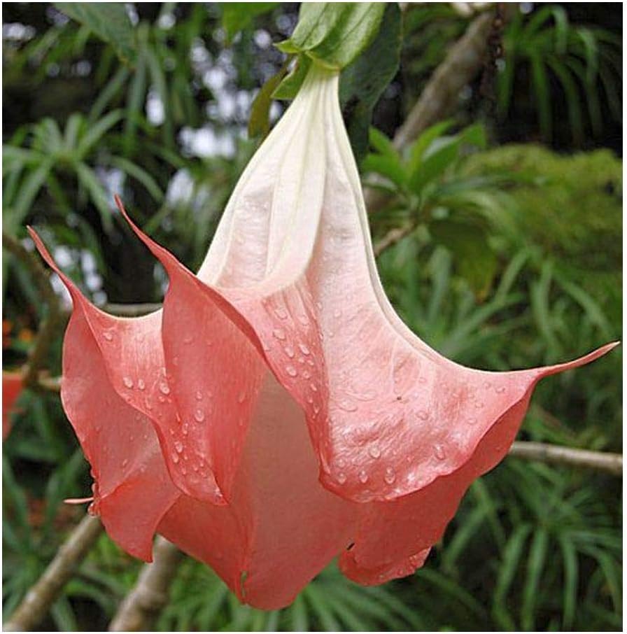 Brugmansia suaveolens Engelstrompete 15 Samen Amazon.de Garten