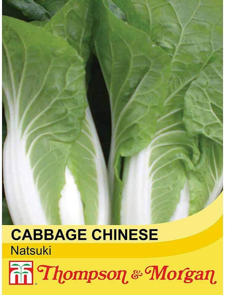 Chinese Cabbage 'Natsuki' Seeds Hardy Annual Vegetable Garden Plants Easy to Grow Your Own 1 Packet of 30 Seeds by Thompson and Morgan - Image 3