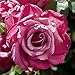 Jackson & Perkins Heirloom Hybrid Tea Rose - Bareroot Budded