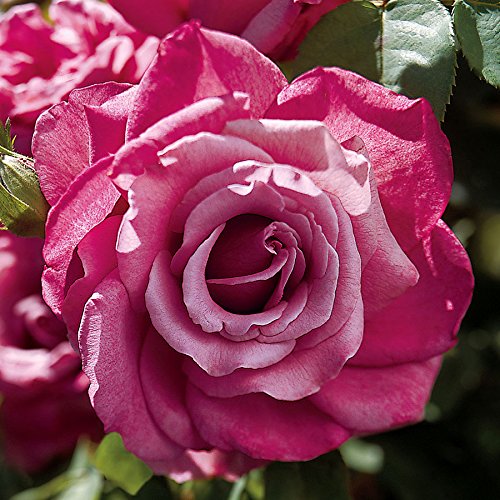 Jackson & Perkins Heirloom Hybrid Tea Rose - Bareroot Budded Jackson & Perkins Heirloom Hybrid Tea Rose - Bareroot Budded
