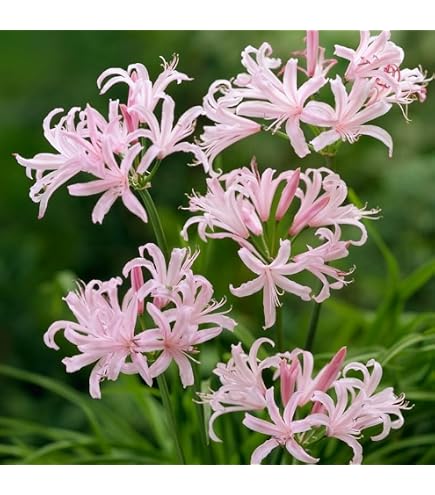 Amazon.com : 2 Bareroot Red Surprise Lily/Resurrection Lily/Naked