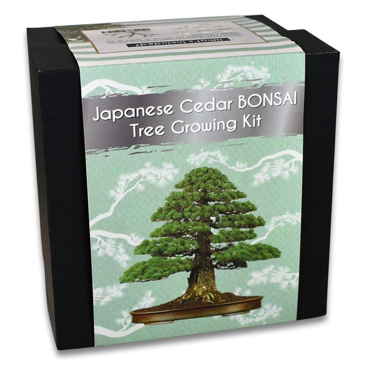 Japanese Cedar Bonsai Tree Growing Kit