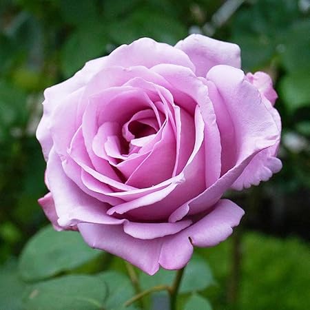 Amazon バラ苗 ブルームーン Ht 国産苗 大苗 6号ポット 四季咲き 青紫色 強香 強健 花