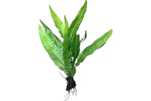 Marcus Fish Tanks Java Fern Microsorum Pteropus Easy Low Light Live Aquarium Plant - Buy 2 Get 1