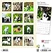 Bull Terriers 2019 12 x 12 Inch Monthly Square Wall Calendar, Animals Dog Breeds Terriers