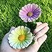 Mood Lab Fairy Garden - Figurines and Accessories Kit - Hand Painted Miniature Arch Set of 5 pcs for Outdoor or House Decor