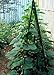 TINGYUAN Garden Stakes 30 Inches Steel Plant Stakes Tomato Stakes Pack of 25