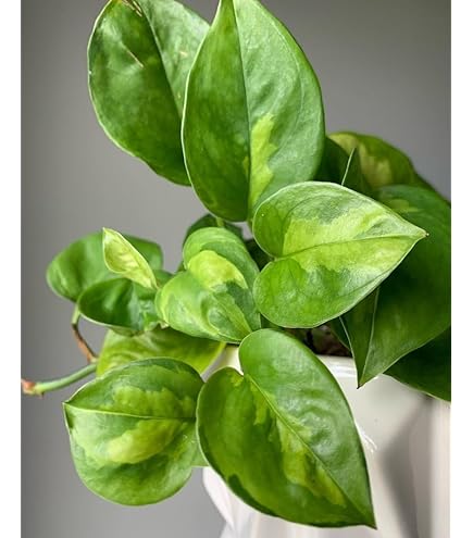 snake plant whale fin Sansevieria masoniana --Whale Fin Snake Plant--