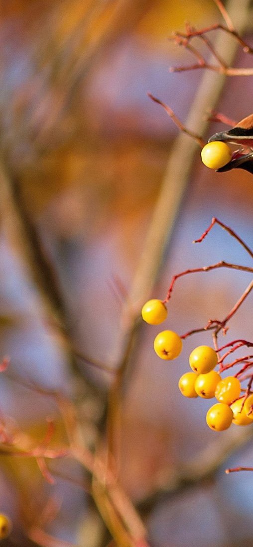 PeelitStickit Bird, Animal Wall Murals ID-078, vinyl