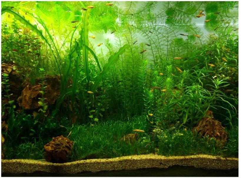 Amazon Com Aquarium Fish Tank Background Poster Pvc Adhesive Decor Paper Green Water Grass Aquatic Style Like Real cm Home Kitchen