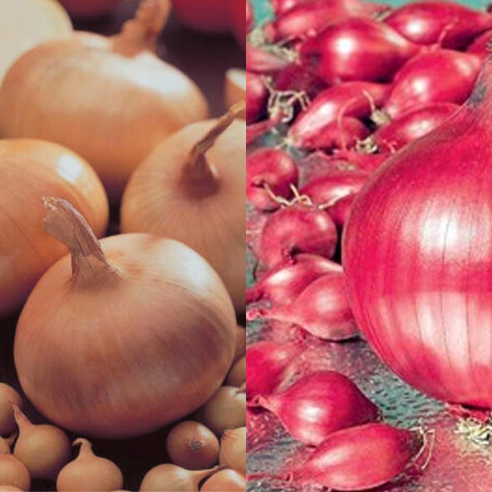 2 x 20 Twin Pack Onions- Centurion & Red Baron- High Yielding Mild to Strong Flavour- Perfect to Cultivate in Your Kitchen Garden