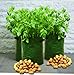 Tierra Garden 50-1040 Haxnicks Potato/Tomato Patio Planter and Grow Bag, 3-Pack
