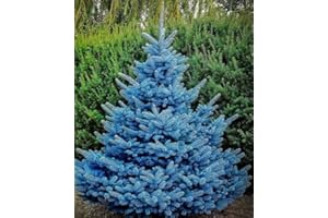 Westcan- Colorado Blue Spruce Tree Seeds (Picea pungens) Pack of 30 - Canada Grown Seeds -Comes wih Growing Instructions