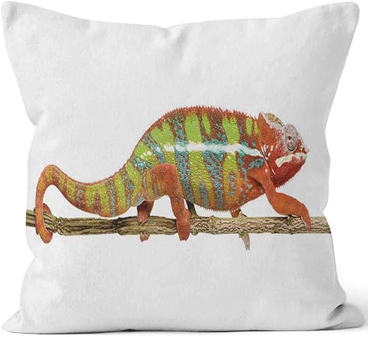 Amazon Com Nine City Panther Chameleon Furcifer Pardalis Ambilobe