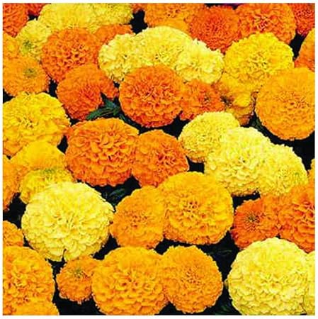 Amazon Com Park Seed Inca Ii Hybrid Mix Marigold Seeds Garden Outdoor