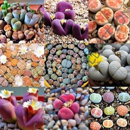 Lithops Species Mix (Stone Plant) 20+Seeds Pricepulse