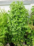 Greek Columnar Basil - 4
