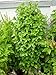 Greek Columnar Basil - 4" Pot - Keeps Flavor All Season