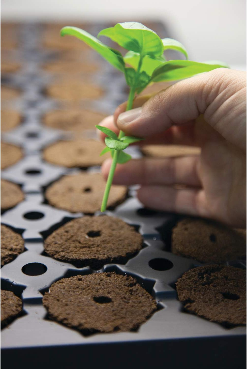 General Hydroponics HGC714135 Rapid Rooter Plant Starters, 50 Plugs, Black : Plant Germination Kits : Garden & Outdoor