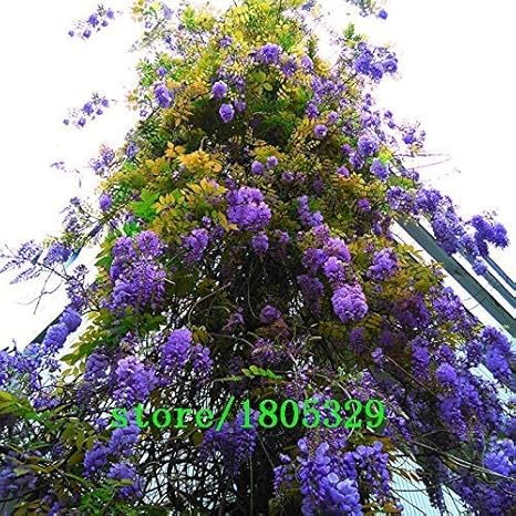 Amazon 熱い販売ユニークな盆栽植物ブルー藤ツリー種子屋内観賞植物種子藤花の種15ピース 花