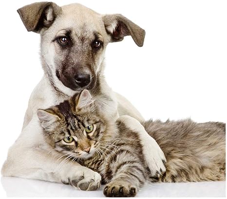 Amazon Co Jp Home Comforts 犬 猫 友達 ポスター 写真 子犬 子猫 かわいい子猫 鮮やかな画像 3 Poster 11 X 17 ホーム キッチン