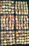 Rare Authentic Lithops Seeds with Germination Guarantee / Bonus Mini Live Lithops / Germination Kit Included / Freshly Harvest Premium Quality / Pack of 25 Seeds