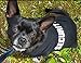 BINGPET Dog Shirts -Soft Cotton- Puppy T-Shirts for Dogs Light Weight Tank Top Vest for Summer Security