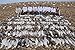 Sillosocks Econo Snow Goose Decoys 10dz. Pack (SS1470) by Sillosock Decoys
