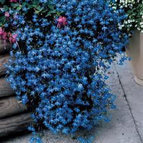 Viridis Hortus - 1500 (0.06g) Lobelia (Trailing) Blue Fountains Flower Seeds