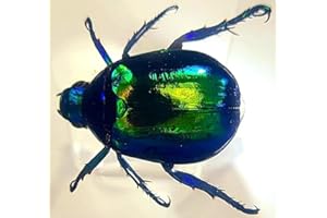 HQRP-CRYSTAL 44mm Real Colorful Scarab Beetle in Crystal Clear Lucite Resin Crafts Specimen Preserved Various Animal Insect Bug Taxidermy Collection for Biology Science Education & Desk Ornament Display Supplies