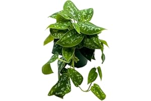 BubbleBlooms Satin Pothos in a 4 inch Pot, Silver Vine, Silk Pothos Silver Philodendron