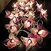 Thai Decorated Thai Vintage Handmade 20 White Pink Purple Orchid Flower Fairy String Lights Wedding Party Decor 5m/ 1 Set