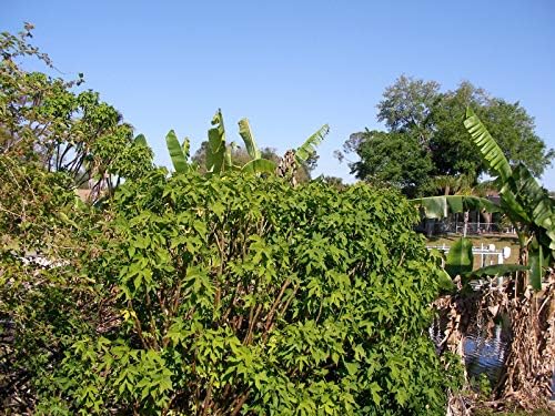 GEOPONICS Orgã¡Nico Fresco Chaya Hojas de áRbol Tambiã©n Conocido ...