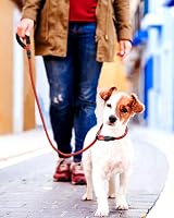 TagME Slip Lead for Dogs 1.8m Reflective Training Leash Red 8mm view 6