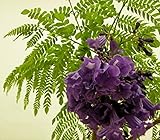 10 Seeds Jacaranda caucana Blue Flamboyant Ornamental Tree