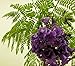 10 Seeds Jacaranda caucana Blue Flamboyant Ornamental Tree