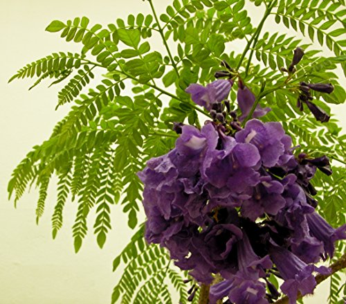 10 Seeds Jacaranda caucana Blue Flamboyant Ornamental Tree