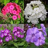 Lavendel winterhart Lavendel winterhart